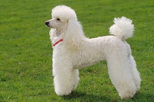 Poodle