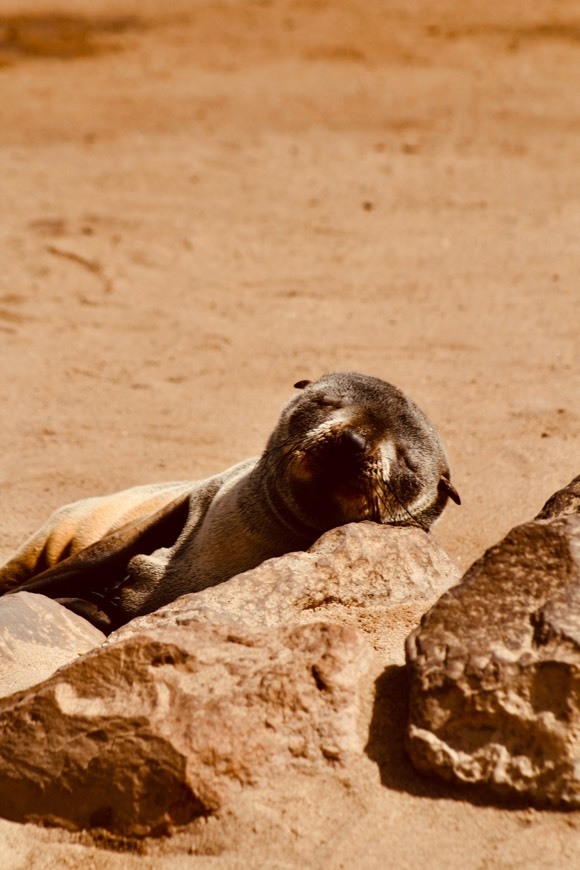 Lugar Cape Cross Seal Reserve