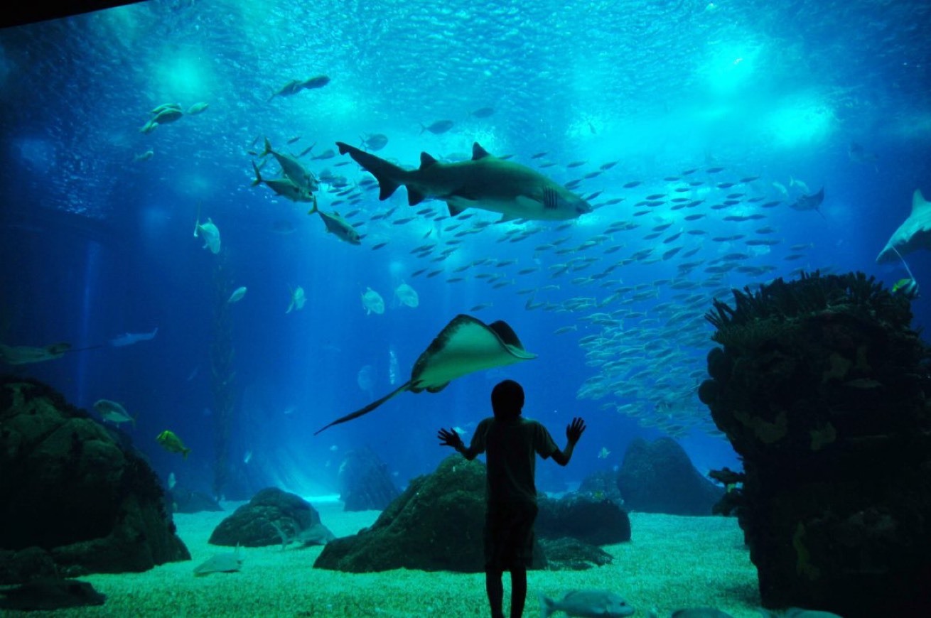 Place Oceanario de Lisboa