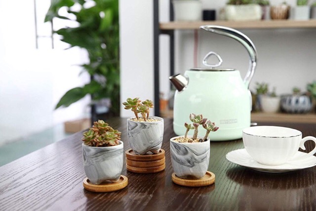 Producto Jarros com Plantas Decorativos 