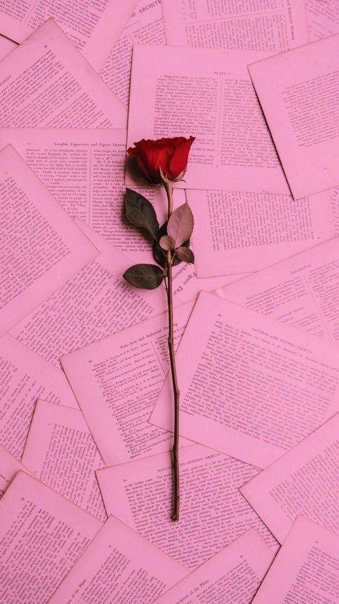 Social Rosa 