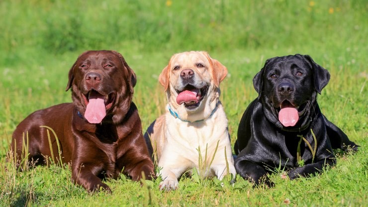 Fashion Labradores