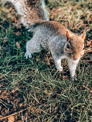 St. James's Park