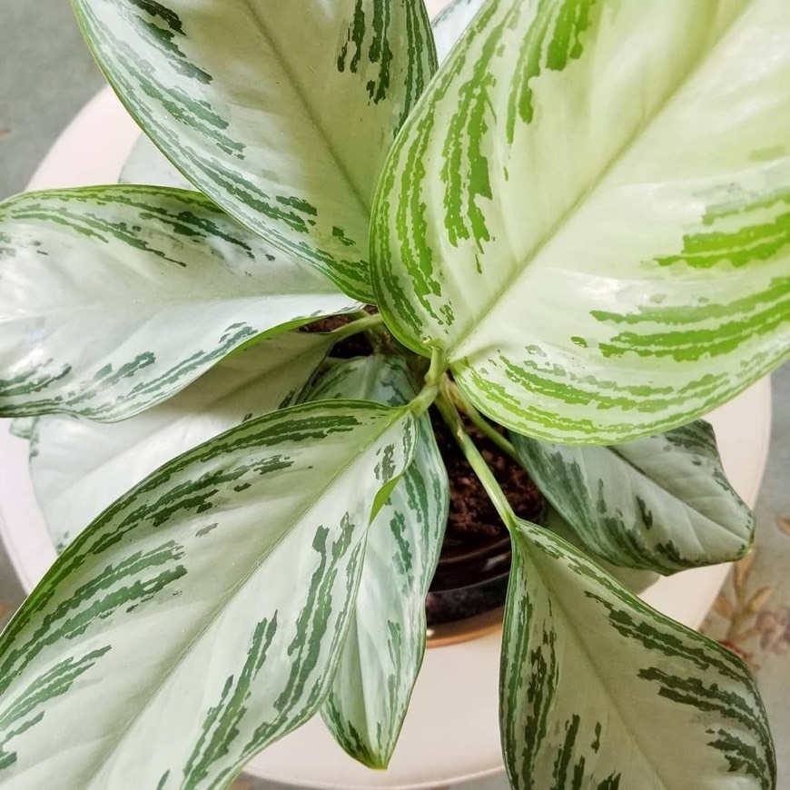 Product Aglaonema Silver Bay