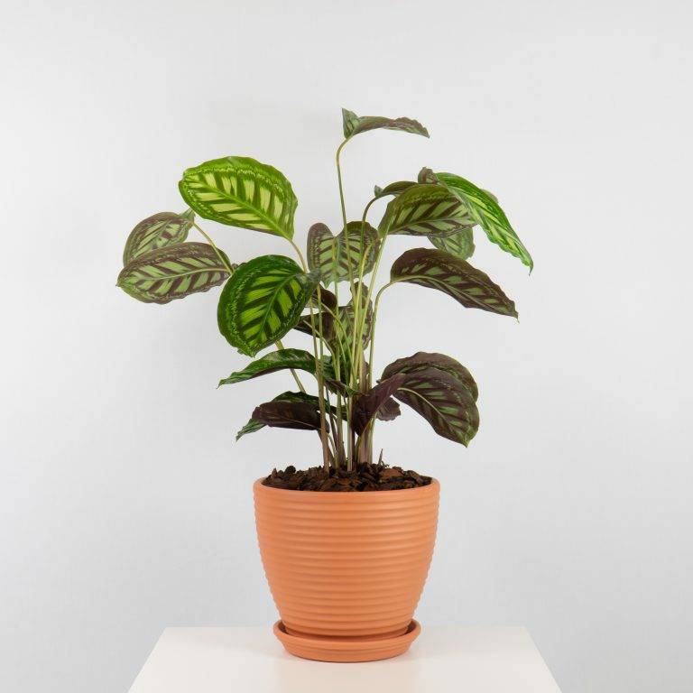 Fashion Calathea Roseopicta

