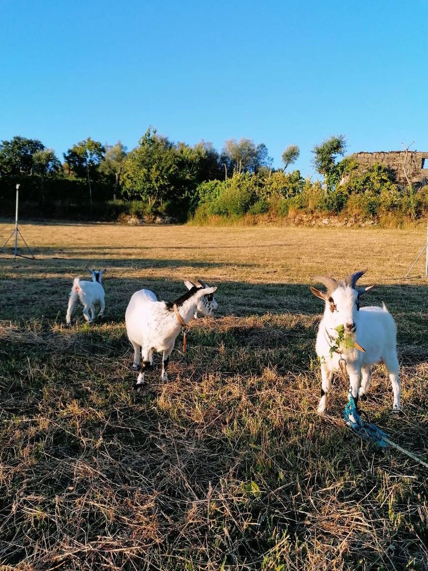 Fashion Happy Family 🐐🐐🐐