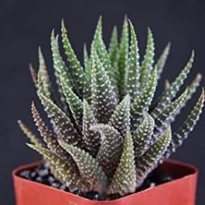 Social Planta Zebra ( Haworthia Fasciata )