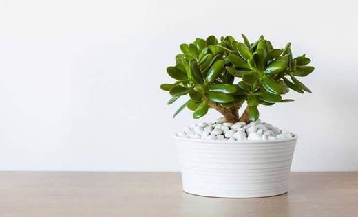 Planta Jade