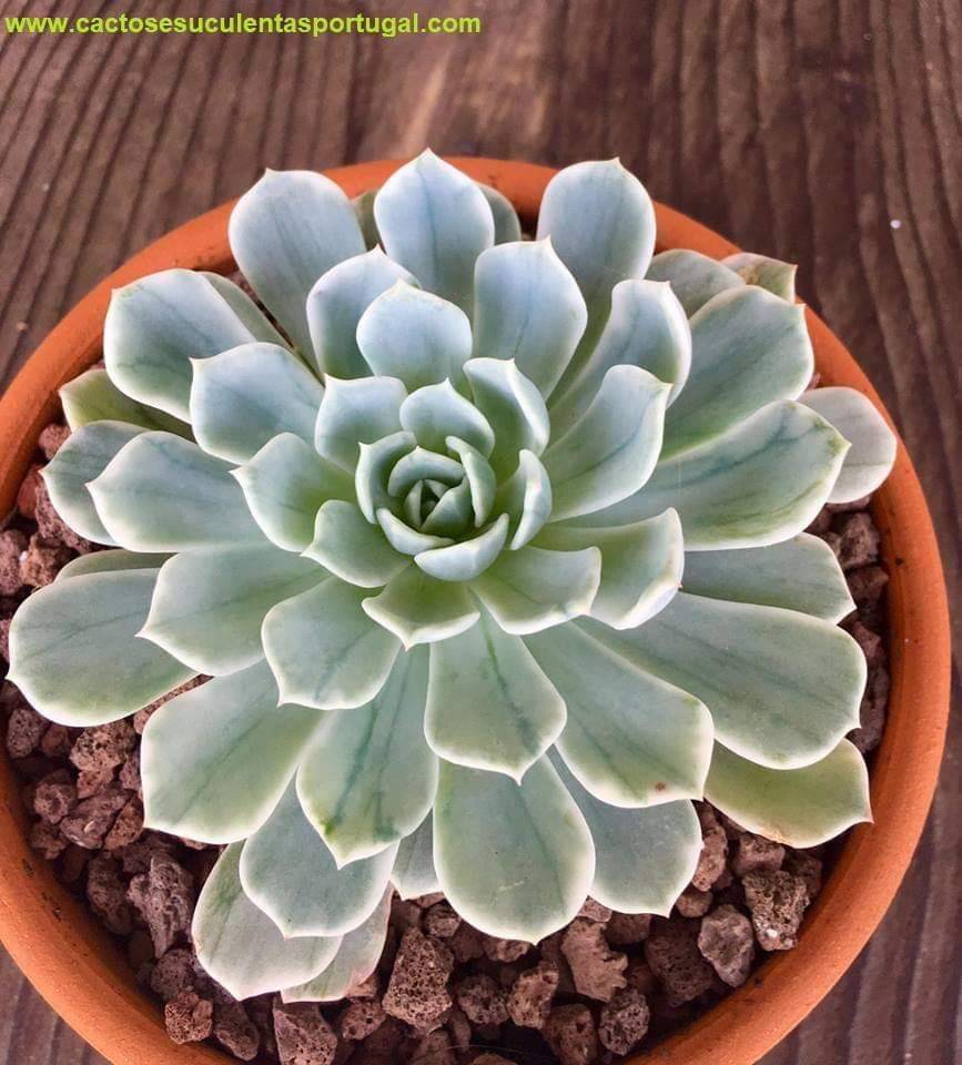 Echeveria