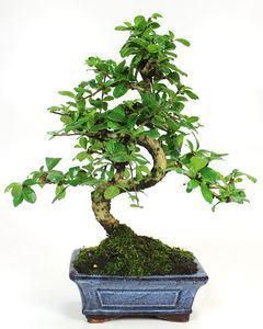 Bonsai Carmona microphylla 6 anos