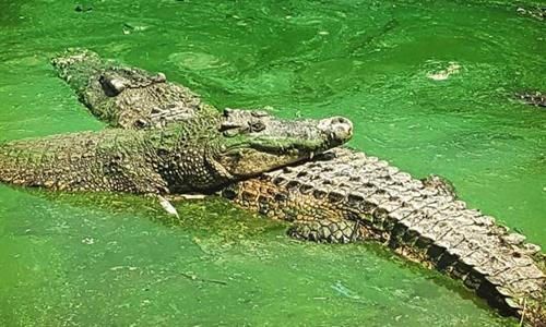 Samutprakarn Crocodile Farm and Zoo