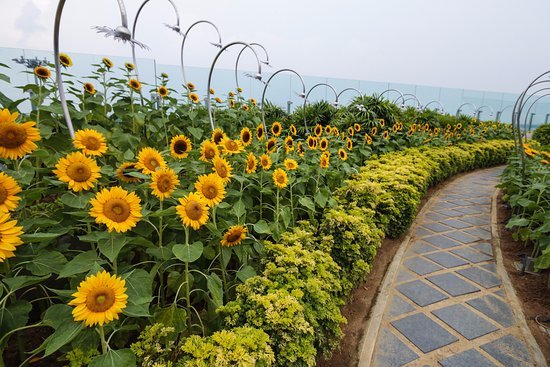 Place Sunflower Garden