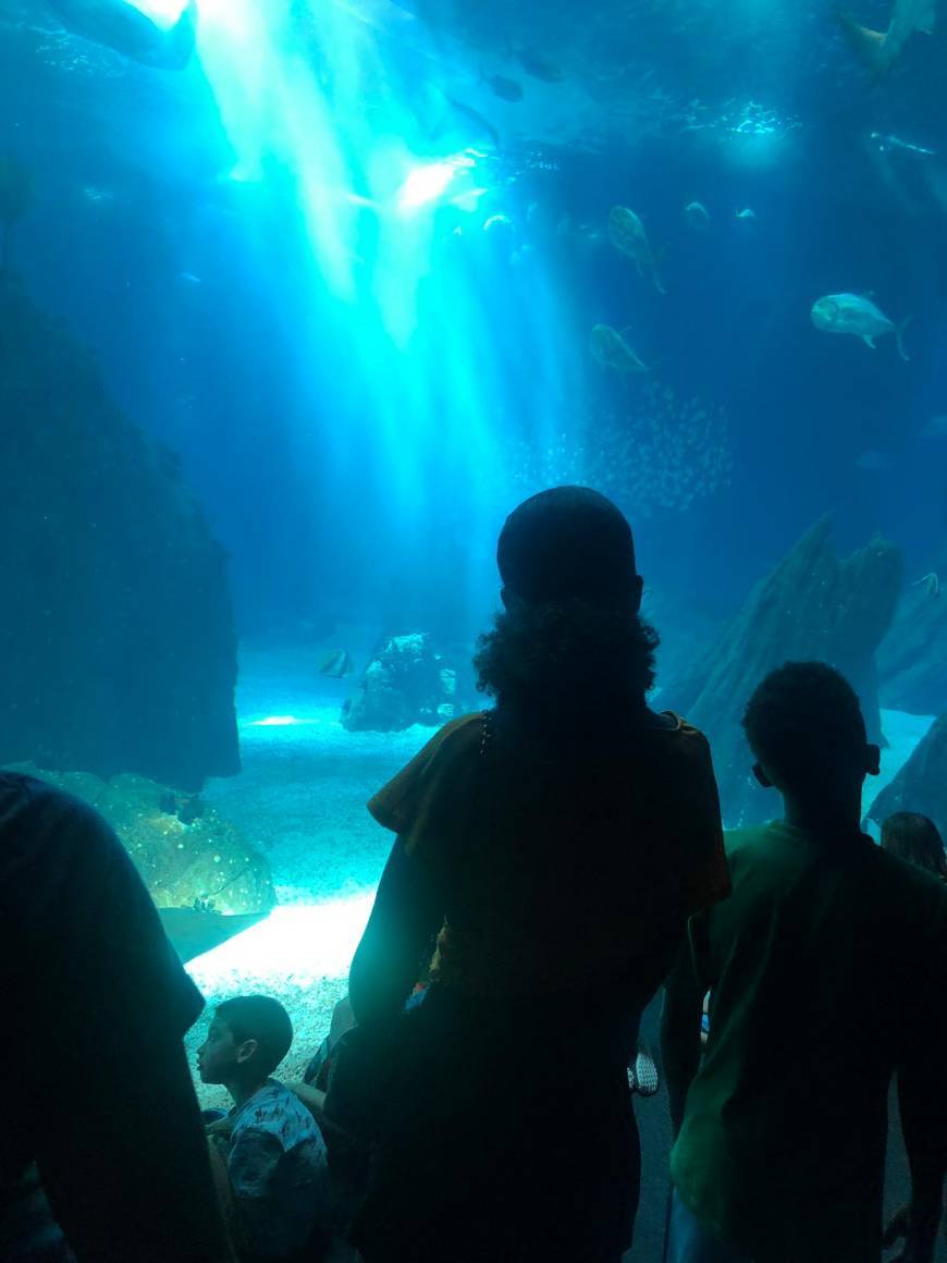 Lugar Oceanario de Lisboa