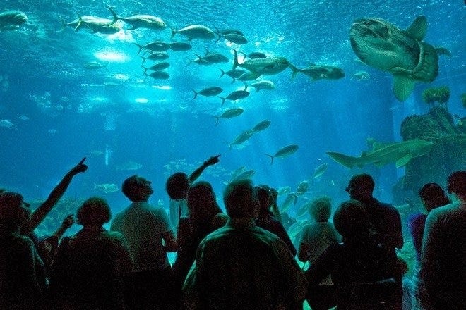 Fashion Oceanarium (Oceanário)