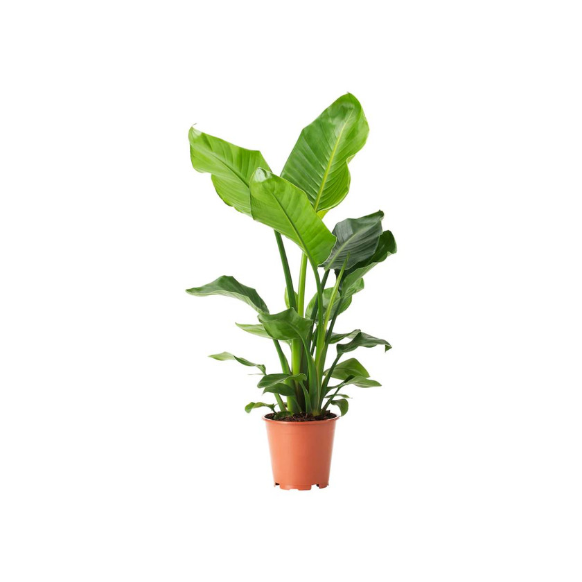 Producto Planta STRELITZIA