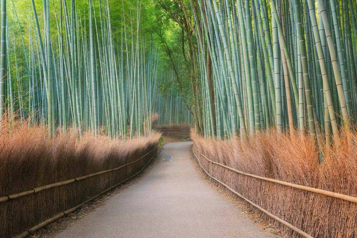 Place Bamboo Forest