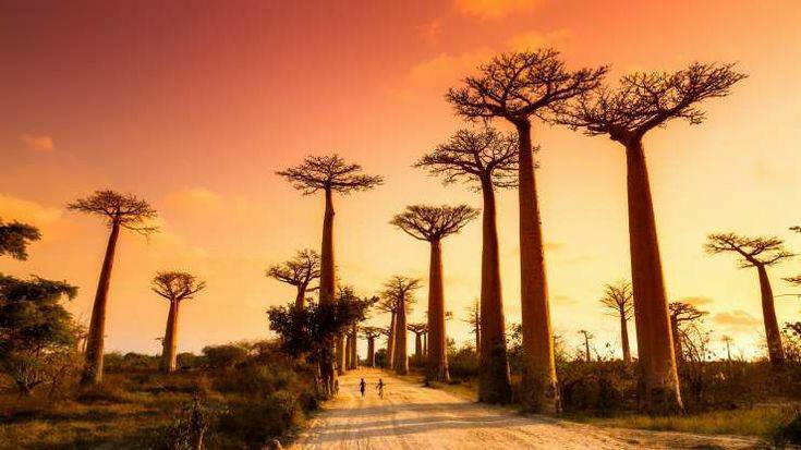 Lugar Avenue of the Baobabs