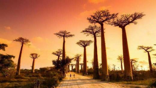 Avenue of the Baobabs