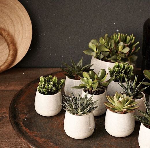 CONJUNTO DE PLANTAS IKEA