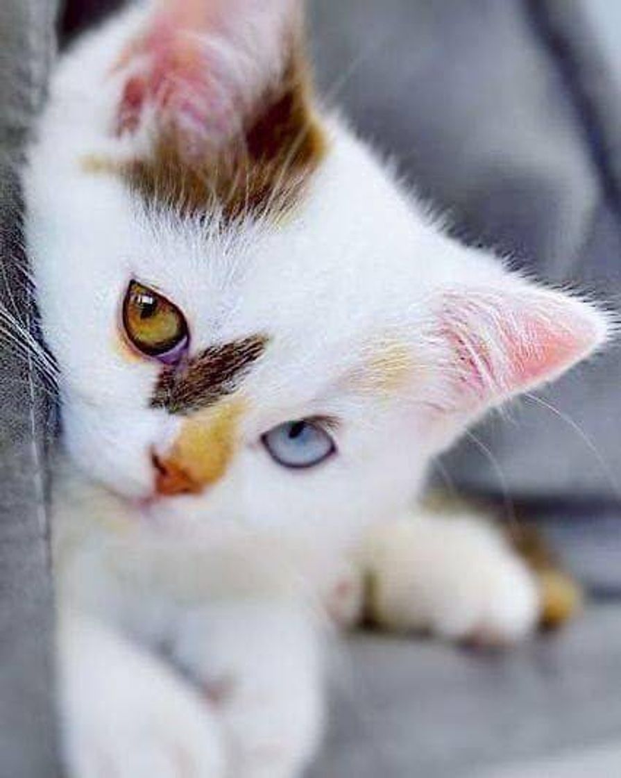 Social Gatinho❤️