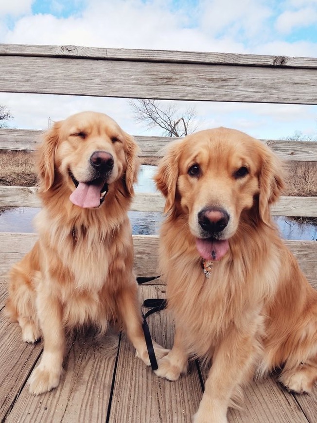 Fashion Golden Retriever 