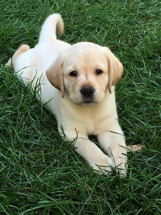 Fashion Labrador 