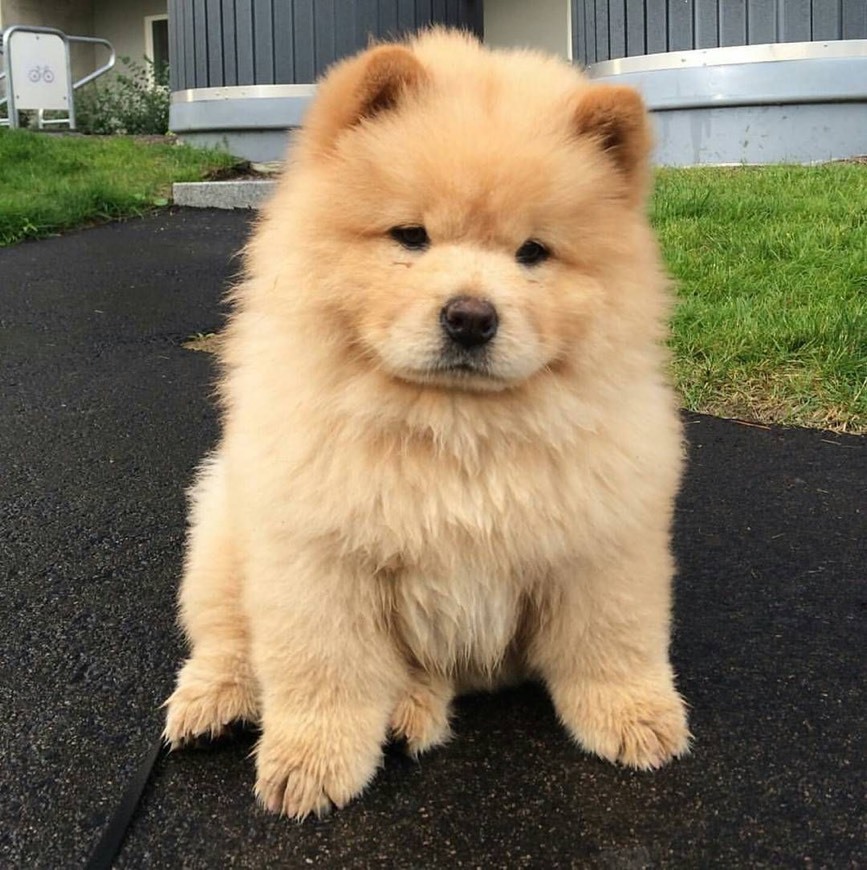 Fashion Chow-Chow 