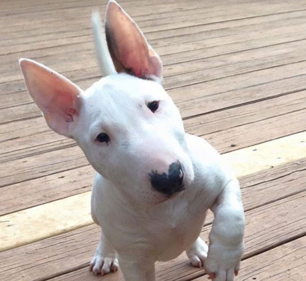 Moda Bull Terrier