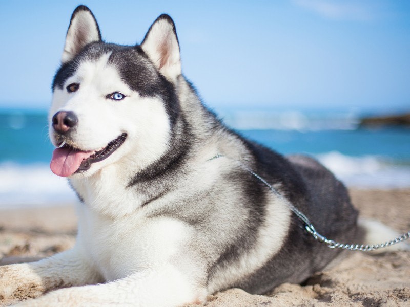 Moda Husky Siberiano 