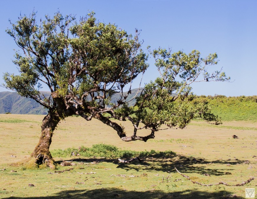 Lugar Fanal Pond