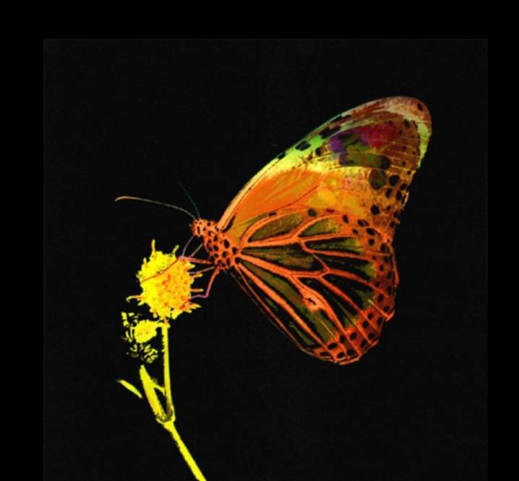 Music Mariposa