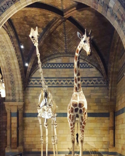 Natural History Museum