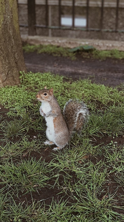 Place St. James's Park