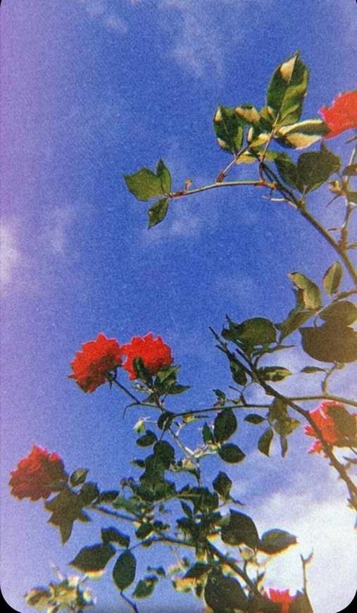 Wallpaper