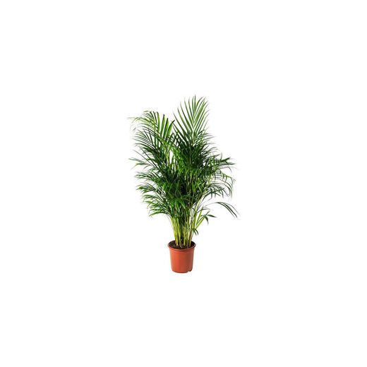 Areca Plant