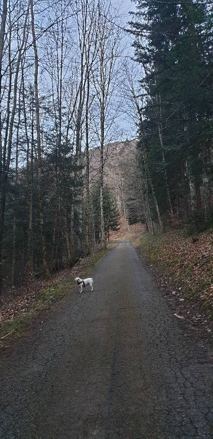 Lugares Forêt du Sex à l'Aigle