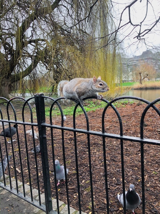 Place St. James's Park