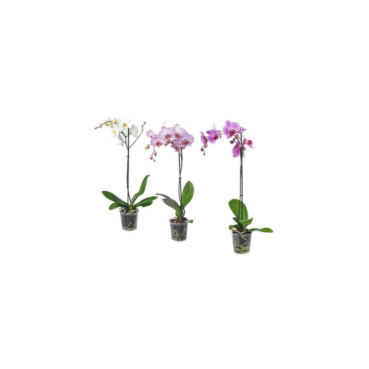 Phalaenopsis 