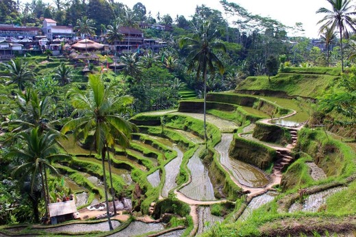 Tegallalang Rice Terrace