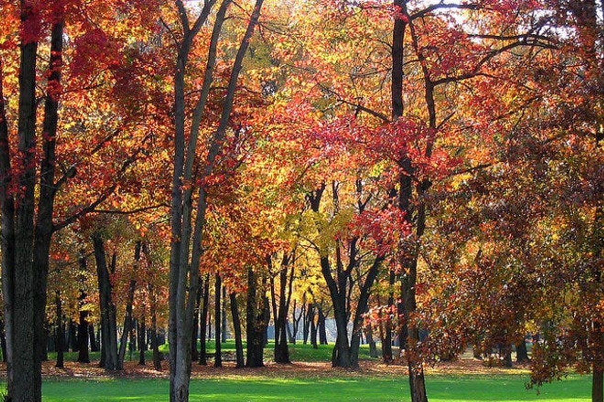 Place Sunnybrook Park