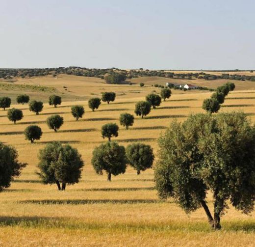 Alentejo