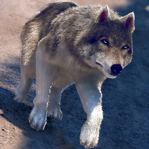 My Free Wolf Game Simulator For Kids