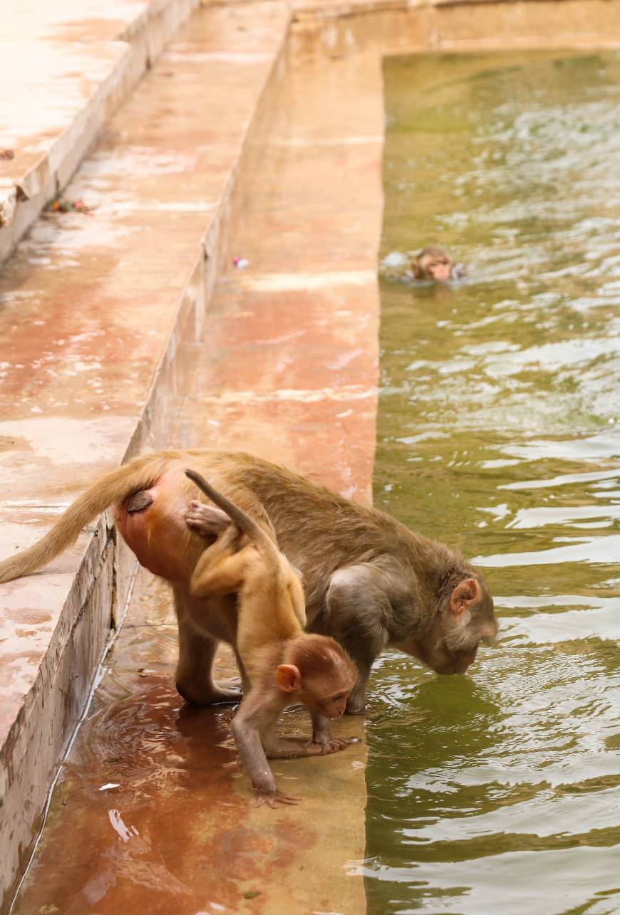 Place Monkey Temple