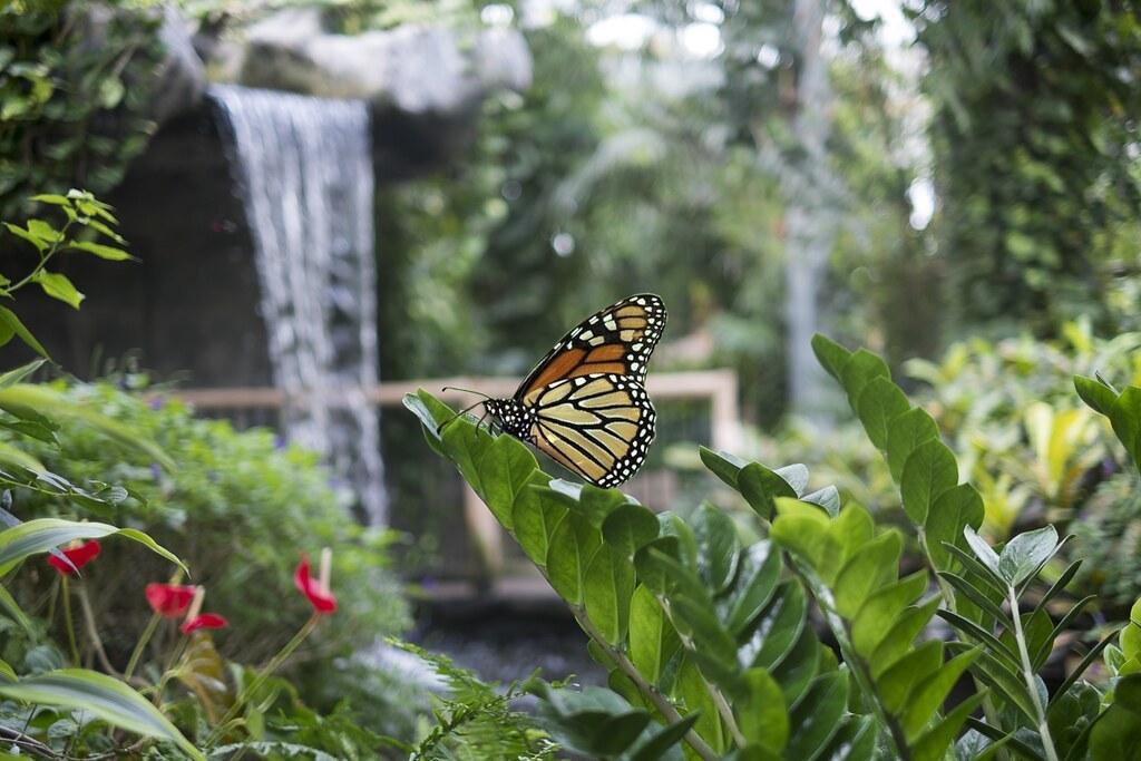 Place Butterfly Conservatory