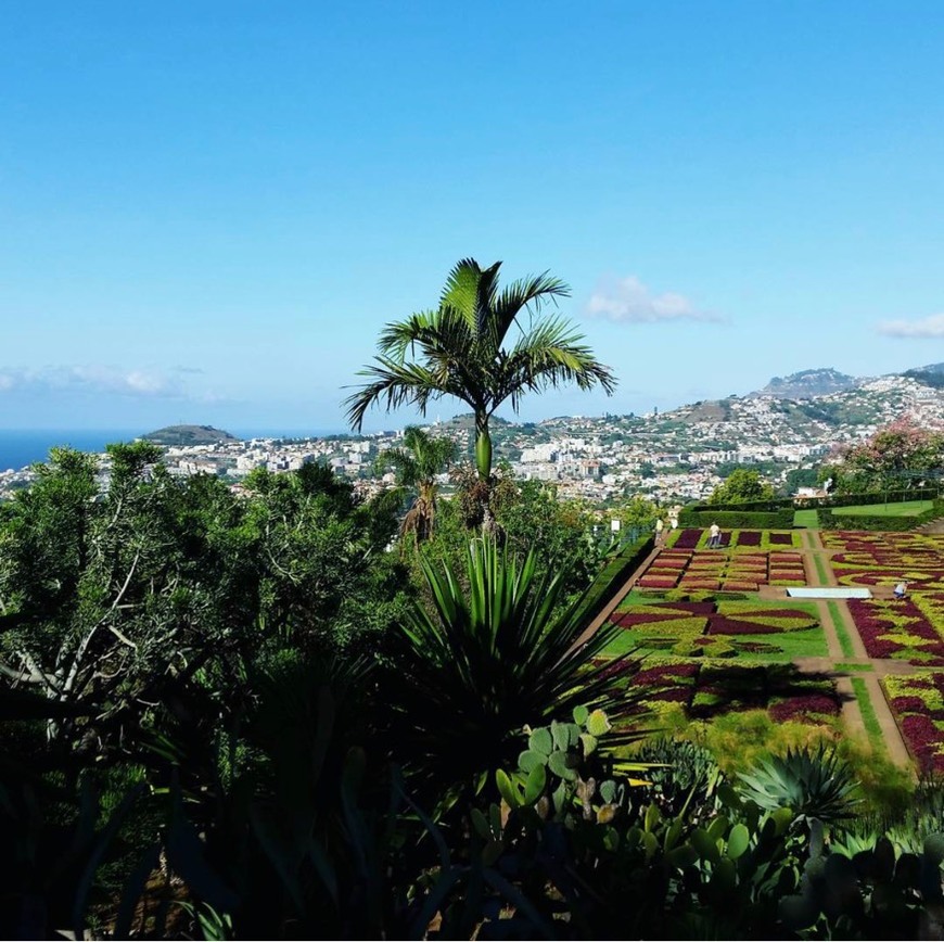 Lugar Jardín Botánico de Madeira