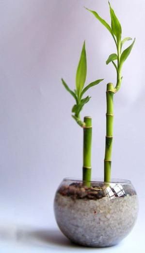 Bambú planta