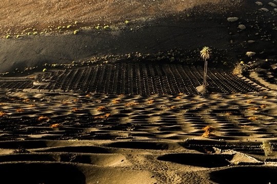 Place Ruta vinos Lanzarote