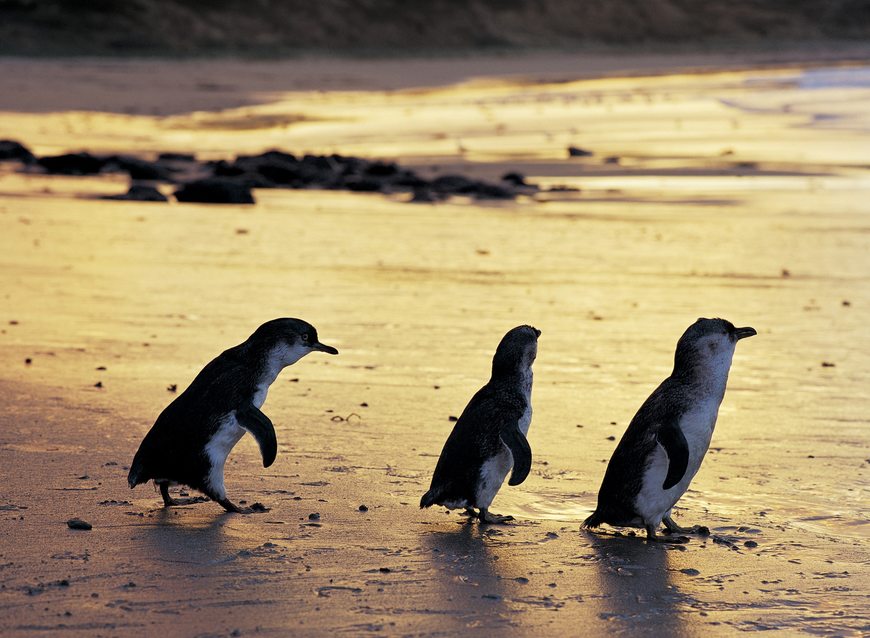 Lugar Phillip Island