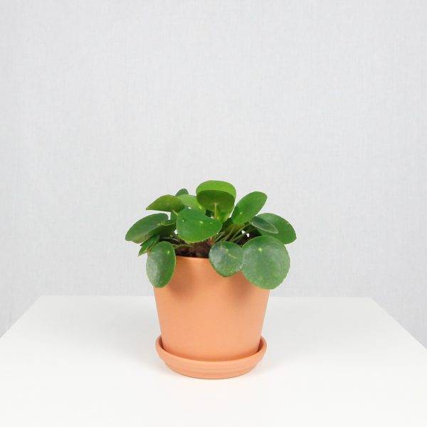 Product Pilea Peperomioides