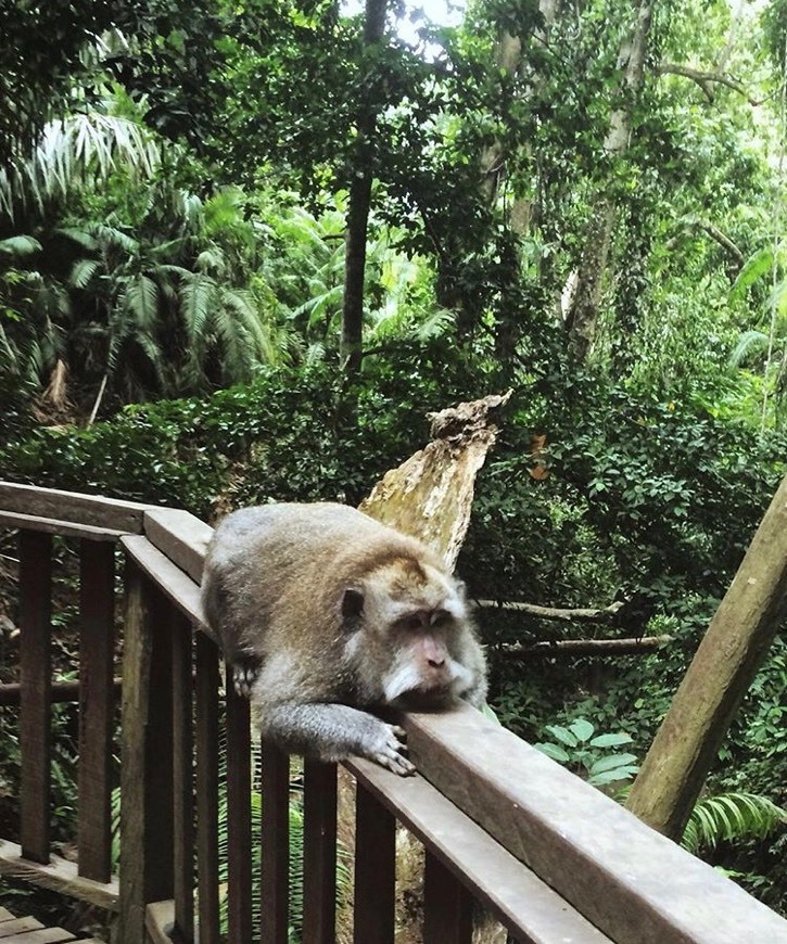 Lugar Sacred Monkey Forest Sanctuary